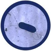 Listeria (Listeria monocytogenes) - GIANTmicrobes® Plush Toy